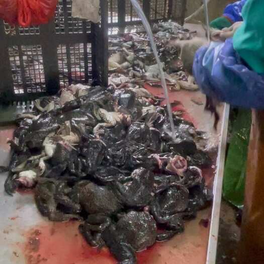 汕头牛蛙