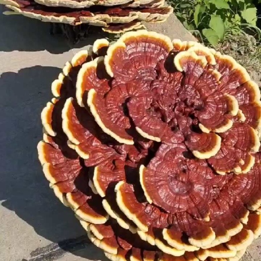 昆明赤灵芝  金边灵芝  全国发货  货源充足  量大从优