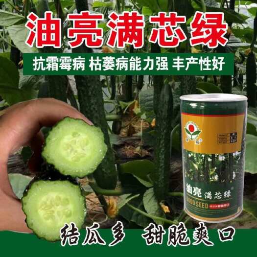 青县满心绿黄瓜种子水黄瓜种籽强雌瓜码密耐寒性好产量高绿肉黄瓜