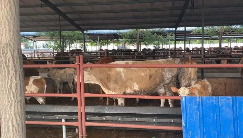 冷水江市西门塔尔牛 西门塔尔牛犊 手续齐全 厂家直供 免费送货