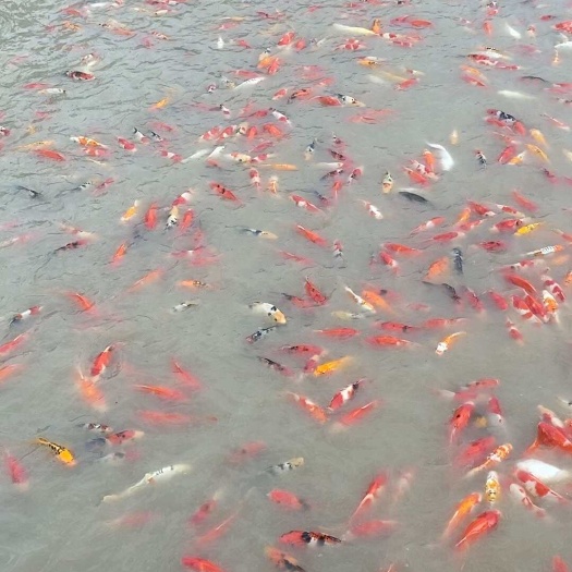 濮阳县锦鲤，红草