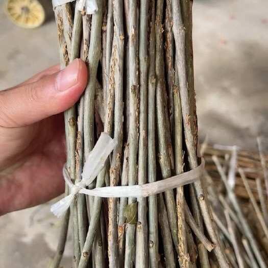 惠民县金蝉