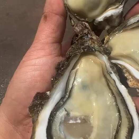 湛江白蚝三倍体