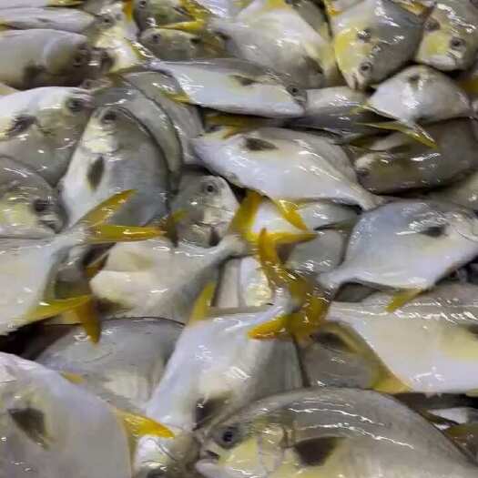 北部湾深海金鲳鱼