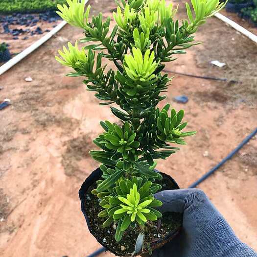 廉江市金钻罗汉松小叶盆栽景鲜花卉绿植物广西庭院观叶阳台楼顶客厅