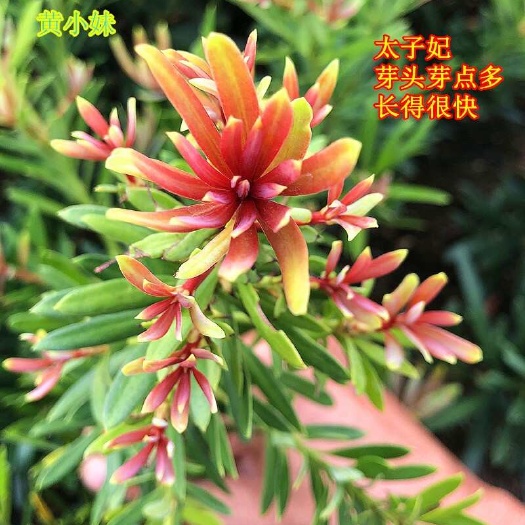 廉江市海岛四季红芽罗汉松盆景紫金钻太子妃鲜卉盆栽菊花心树苗发财植物