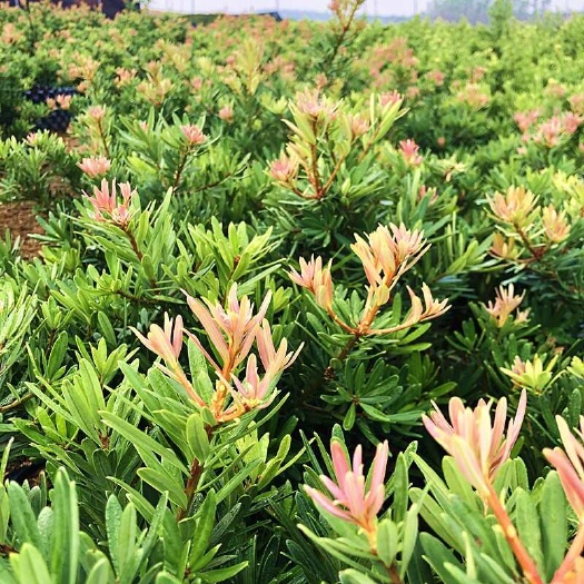 廉江市海岛紫红芽紫金松罗汉松紫真趣绿植花卉小盆栽造型树苗景园艺庭院