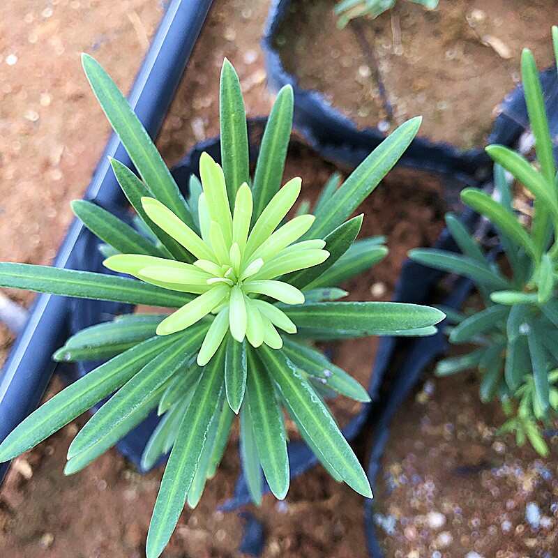 海島四季紅芽羅漢松盆景紫金鉆太子妃鮮卉盆栽菊花心樹(shù)苗發(fā)財(cái)植物