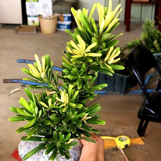 廉江市海岛四季红芽罗汉松盆景紫金钻太子妃鲜卉盆栽菊花心树苗发财植物