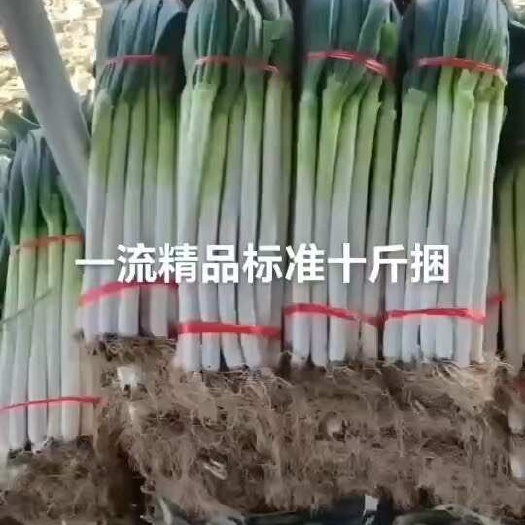 费县铁杆钢葱，常年有货，对接电商，市场，超市，社团，代发全国