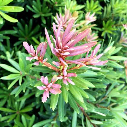 廉江市海岛紫红芽紫金松罗汉松紫真趣绿植花卉小盆栽造型树苗景园艺庭院