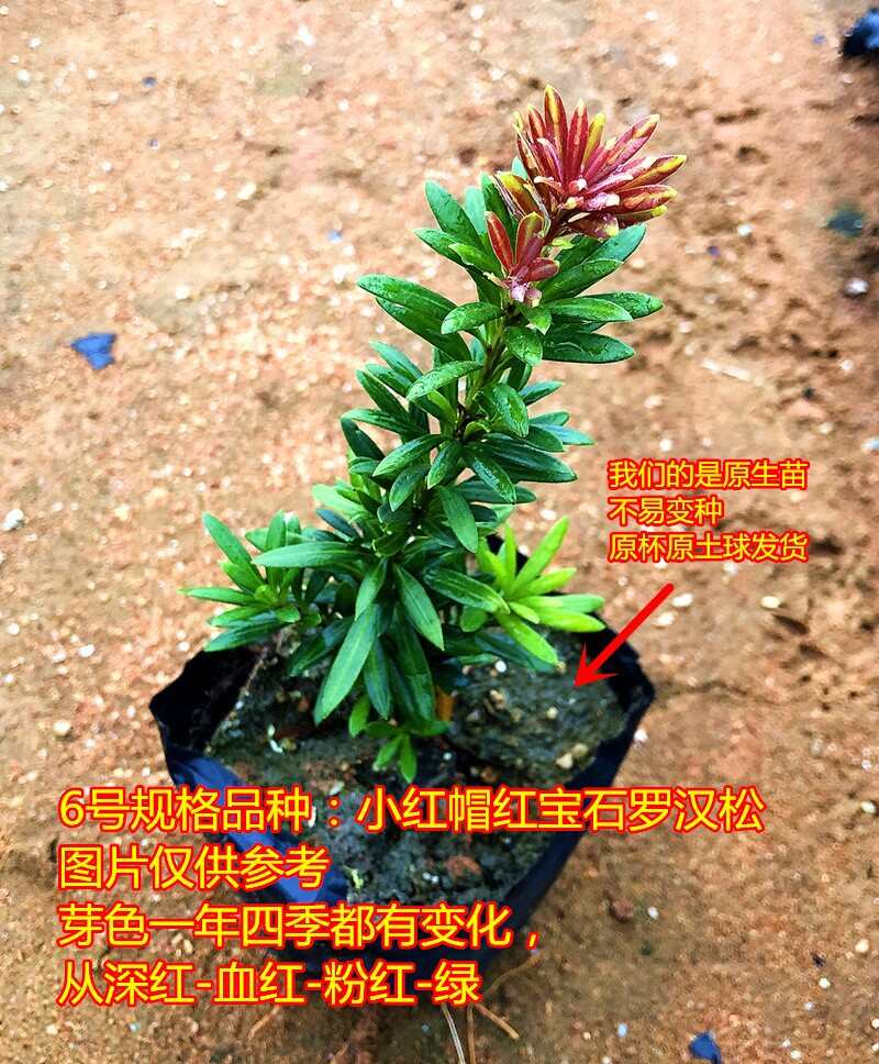 海島四季紅芽羅漢松盆景紫金鉆太子妃鮮卉盆栽菊花心樹(shù)苗發(fā)財(cái)植物