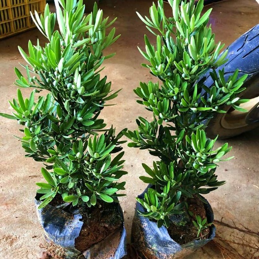 廉江市海岛菊花心罗汉松母树四季常绿室内外小盆栽绿植园艺造型盆景树苗