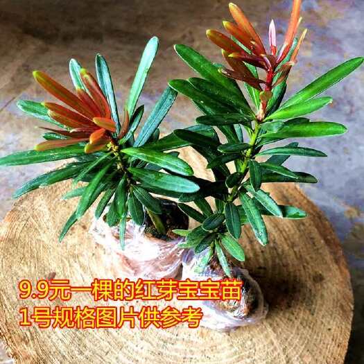 廉江市海岛四季红芽罗汉松盆景紫金钻太子妃鲜卉盆栽菊花心树苗发财植物