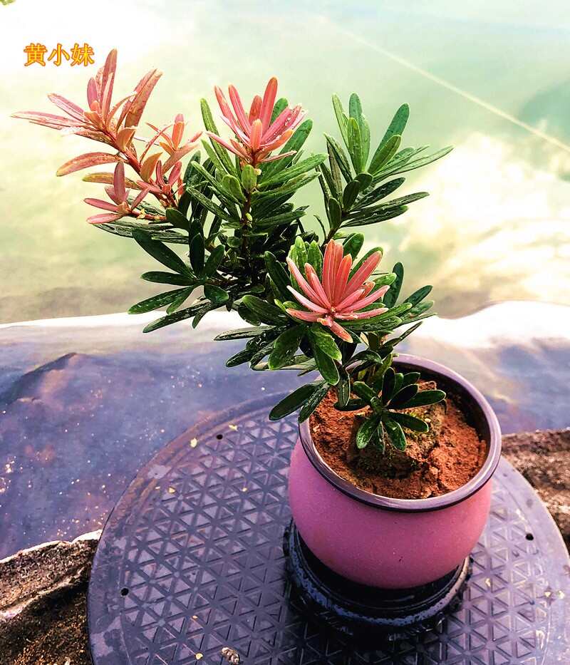 海島四季紅芽羅漢松盆景紫金鉆太子妃鮮卉盆栽菊花心樹(shù)苗發(fā)財(cái)植物