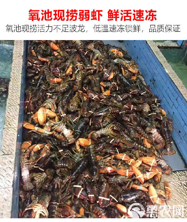 【源头一手货源】鲜冻波士顿龙虾高品质波龙，酒店自助餐酒席食材