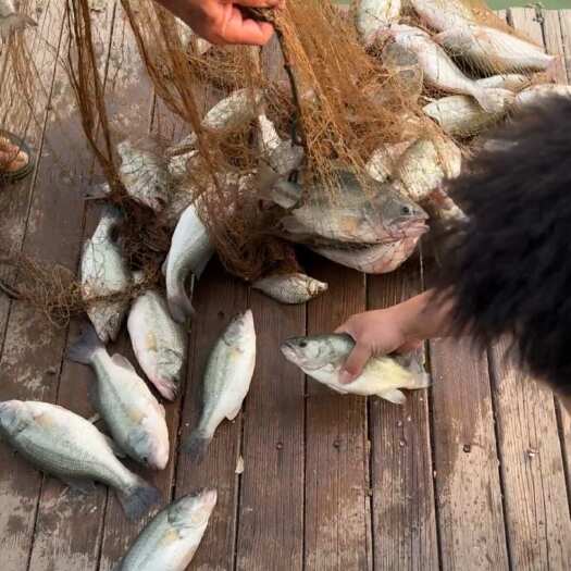 泊头市淡水鲈鱼