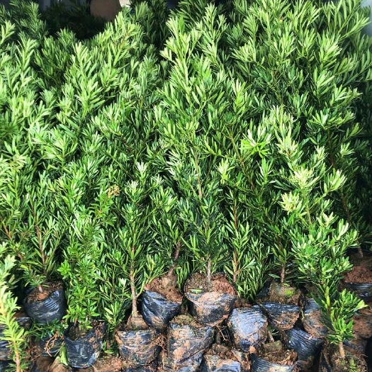 廉江市菊花心公树罗汉松不结果只开花盆景客厅旺宅卉庭院绿植物盆栽树苗