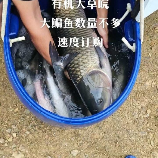 庐山市水库天然散养鱼，数量不多。速度下单。翘嘴，草鱼，鳊鱼