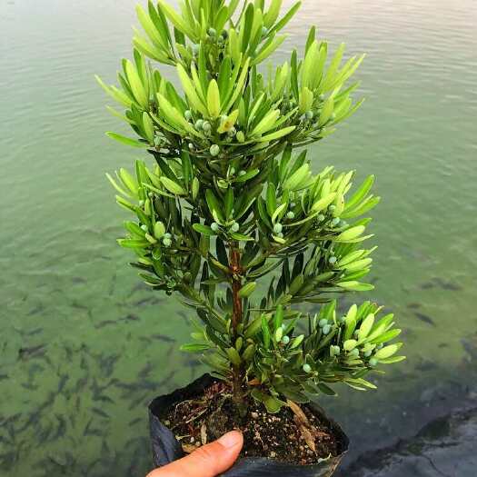 廉江市海岛四季红芽罗汉松盆景紫金钻太子妃鲜卉盆栽菊花心树苗发财植物