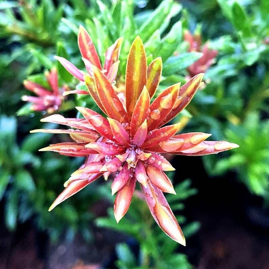 海岛四季红芽罗汉松盆景紫金钻太子妃鲜卉盆栽菊花心树苗发财植物