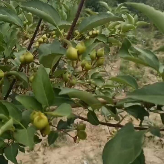 洪洞县家种连翘