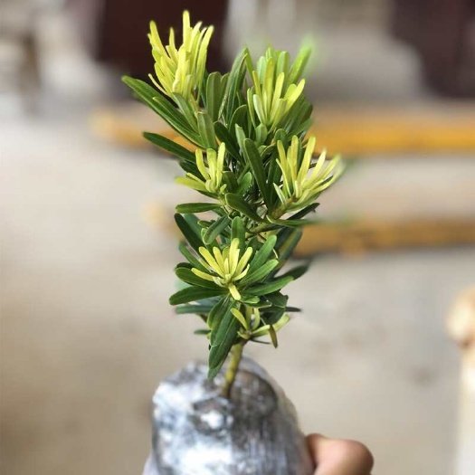 廉江市黄金钻罗汉松黄芽发财黄金松新鲜绿植小盆栽大造型树室内客厅桌面
