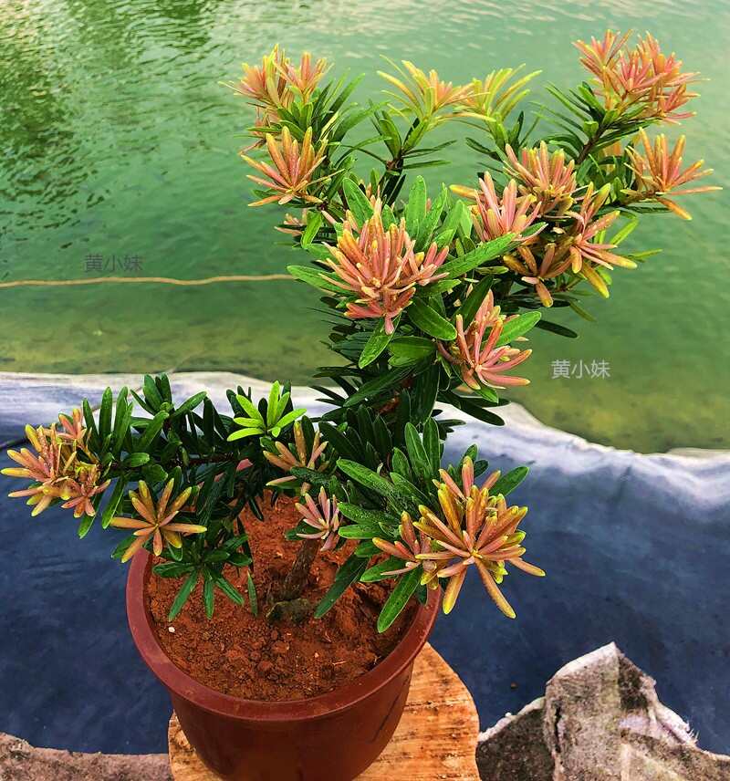 海島四季紅芽羅漢松盆景紫金鉆太子妃鮮卉盆栽菊花心樹(shù)苗發(fā)財(cái)植物