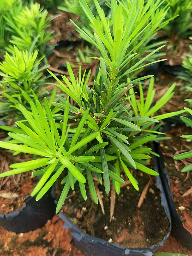 海島四季紅芽羅漢松盆景紫金鉆太子妃鮮卉盆栽菊花心樹(shù)苗發(fā)財(cái)植物