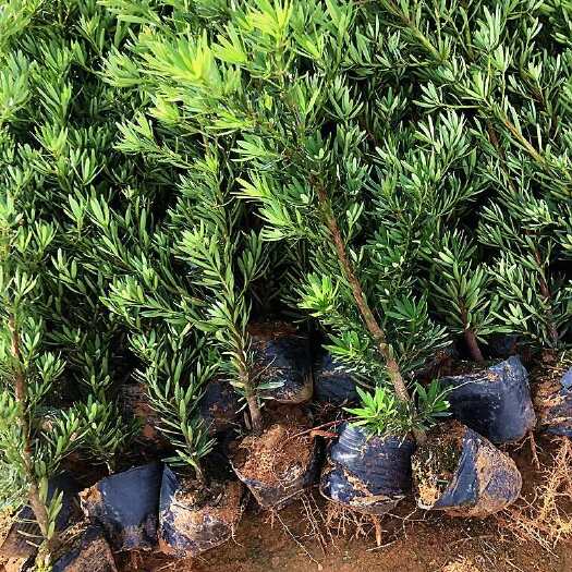 廉江市菊花心公树罗汉松不结果只开花盆景客厅旺宅卉庭院绿植物盆栽树苗