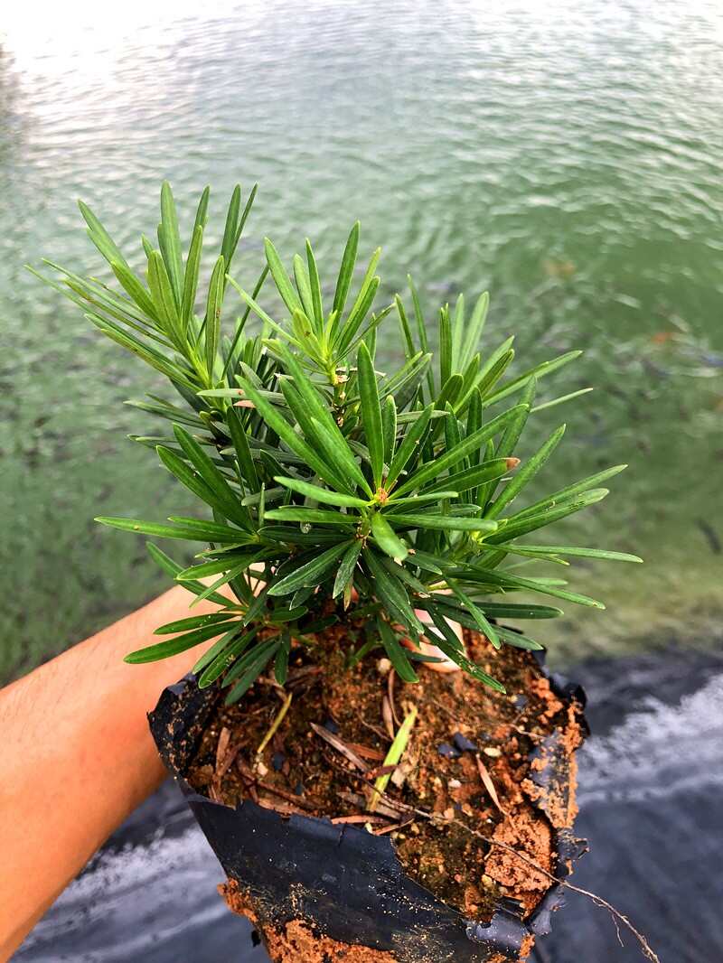 小叶雀舌罗汉松绿植天子四季常绿室内庭院小盆栽园艺造型盆景树苗