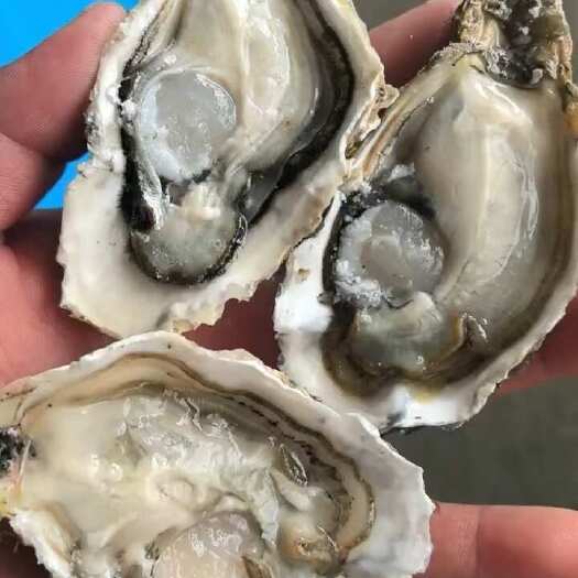 1+生蚝饱满