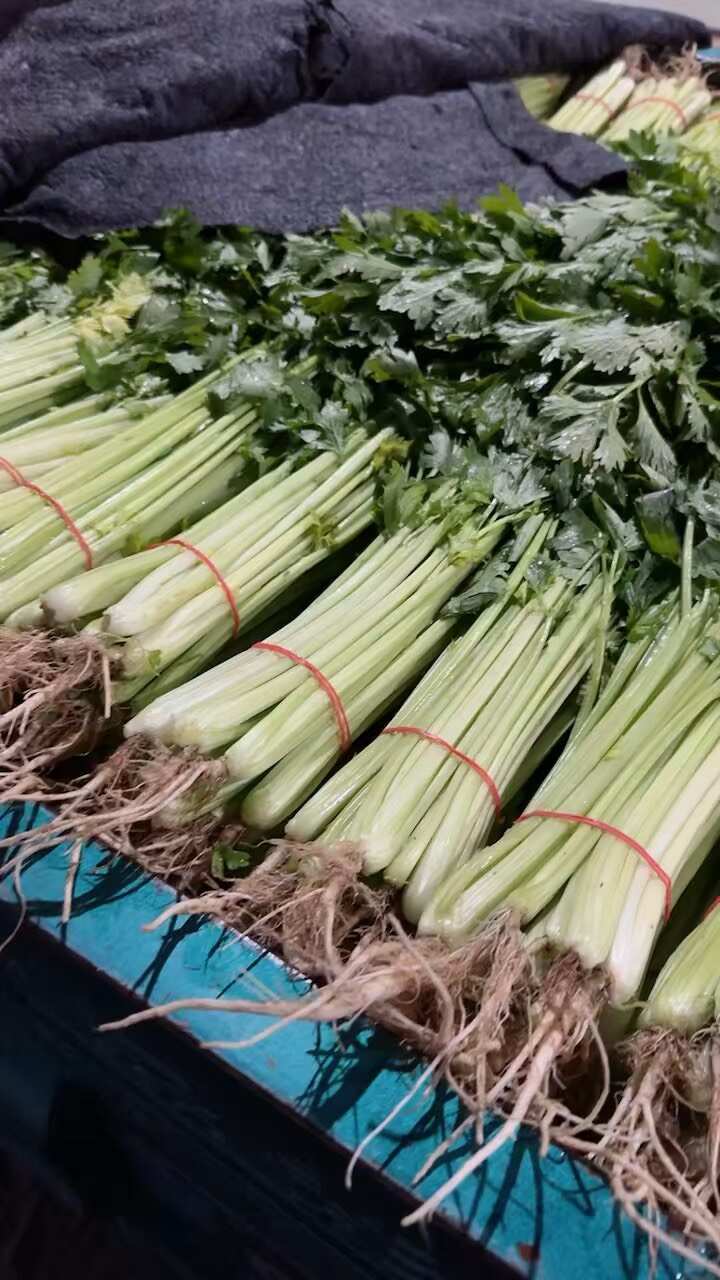 香芹 各种叶菜 每年11月大量上市专业代办欢迎新老朋友前来