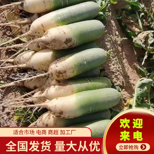 靖边县陕北沙漠青萝卜，万亩基地现拔现发，地头装货，各种萝卜大量供应