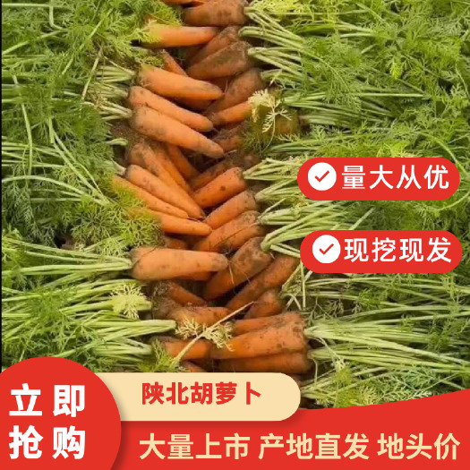 靖边县陕北沙漠胡萝卜，万亩基地现拔现发，地头装货，各种萝卜大量供应