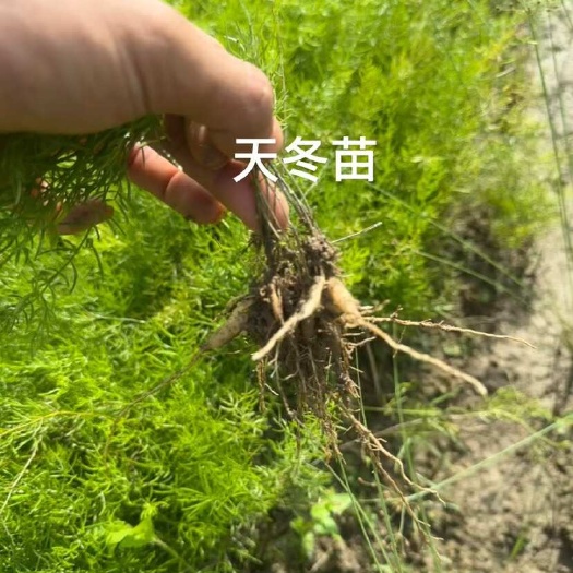 灵山县优质天冬苗
