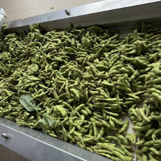 新沂市毛豆，豆荚，精品，