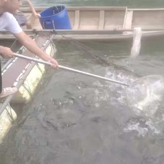 庐山市庐山西海大头翘嘴