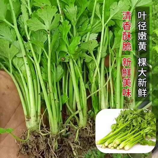 寿光市芹菜苗穴盘芹菜苗地拔芹菜苗西芹苗皇后芹菜苗