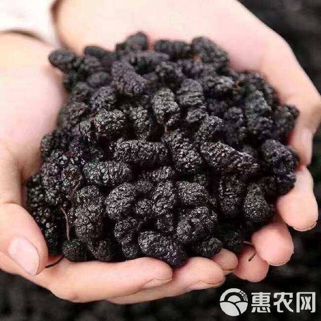 桑椹黑珍珠桑椹干，药材桑椹干，水洗桑椹干批发，欢迎联系