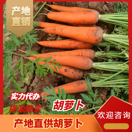 通许县胡萝卜大量供应 电商 超市 档口都可合作