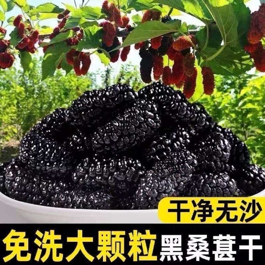 泊头市河北桑椹干，桑椹黑珍珠桑椹干，药材桑椹干，水洗桑椹干批发