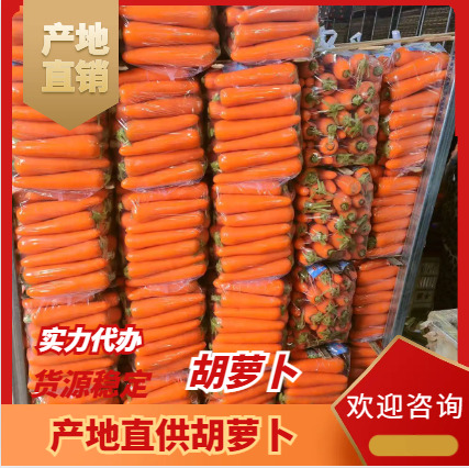 通许县精品大红萝卜 可水洗 无青头 无沙眼一级