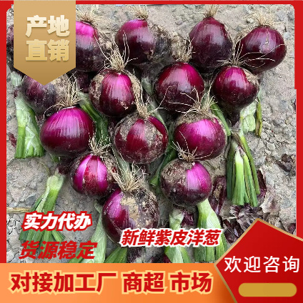 通许县河南红皮洋葱 产地直发 货源充足 供应电商