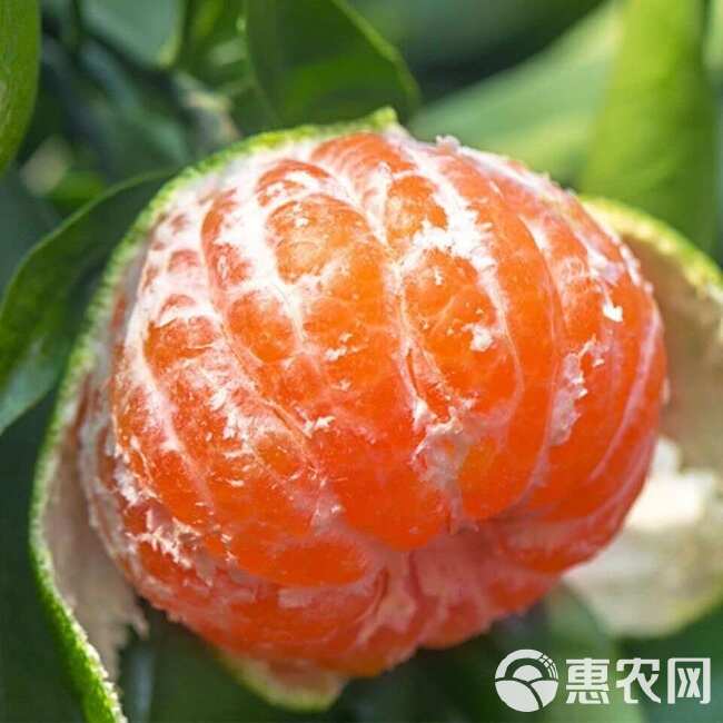 湖北宜昌蜜桔 现摘蜜桔 新鲜柑橘橙 薄皮酸甜大量上市产地直发