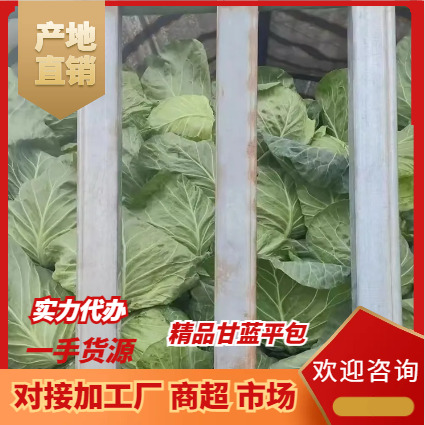 包菜 精品甘蓝 产地直发 一手货源