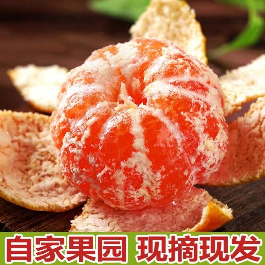 宜昌湖北宜昌蜜桔！现摘蜜桔！橘蜜子新鲜柑橘橙 大量上市产地直发