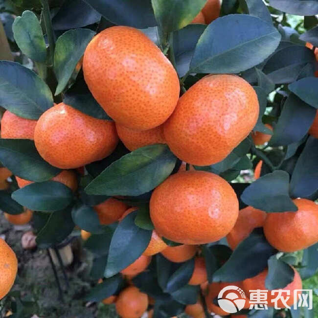 湖北宜昌蜜桔 现摘蜜桔 橘蜜子新鲜柑橘橙 大量上市产地直发