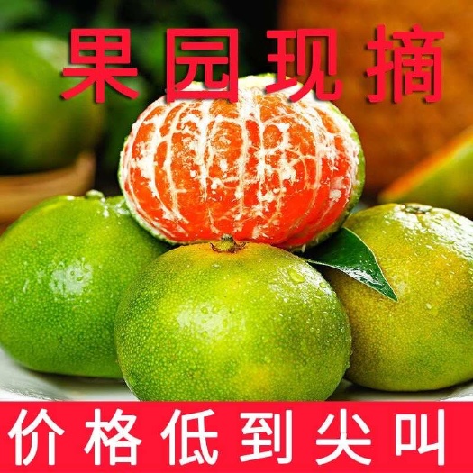 宜昌湖北宜昌蜜桔 现摘蜜桔 橘蜜子新鲜柑橘橙 大量上市产地直发