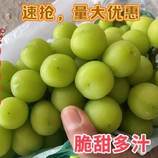 夏邑县产地阳光玫瑰大吨位供应对接 存库 市场电商 商超 社区团购等